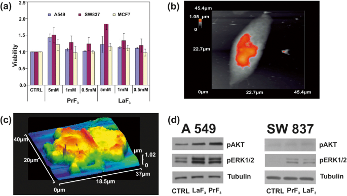 Rare‑Earth Fluoride Nanoparticles Trigger Tumor Cell Proliferation through Electrical Dipole‑Mediated Integrin Activation