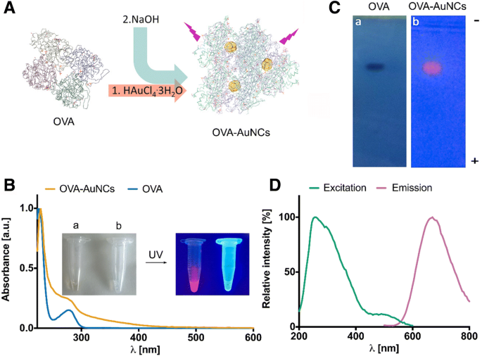 Neoglycoprotein‑Functionalized Fluorescent Gold Nanoclusters for Plant Lectin Detection and Dendritic Cell Imaging