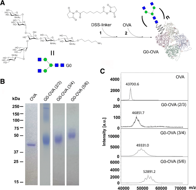 Neoglycoprotein‑Functionalized Fluorescent Gold Nanoclusters for Plant Lectin Detection and Dendritic Cell Imaging