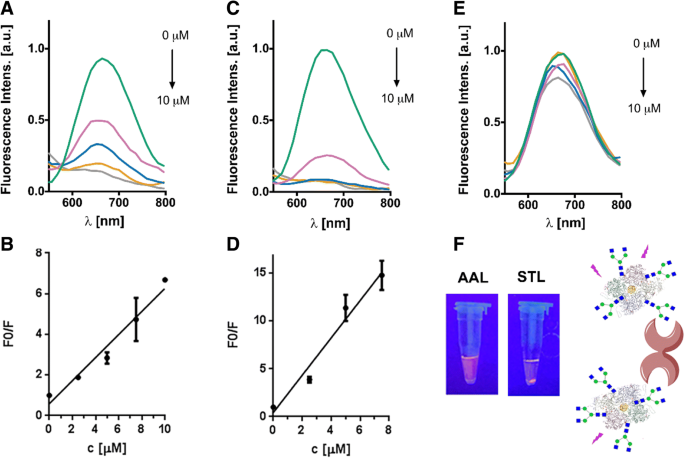 Neoglycoprotein‑Functionalized Fluorescent Gold Nanoclusters for Plant Lectin Detection and Dendritic Cell Imaging