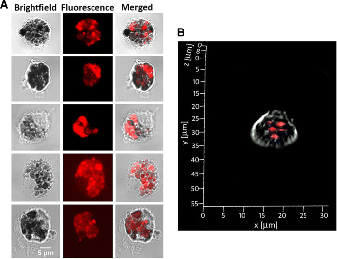 Neoglycoprotein‑Functionalized Fluorescent Gold Nanoclusters for Plant Lectin Detection and Dendritic Cell Imaging