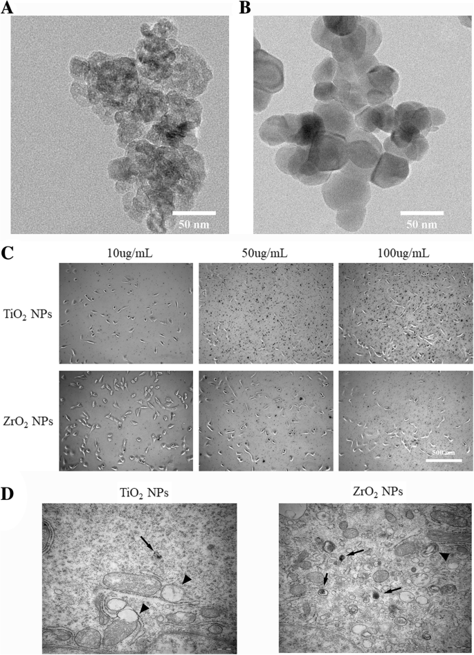 Zirconia Nanoparticles Trigger ROS‑Mediated Cytotoxicity and Suppress Osteogenic Differentiation in 3T3‑E1 Osteoblasts