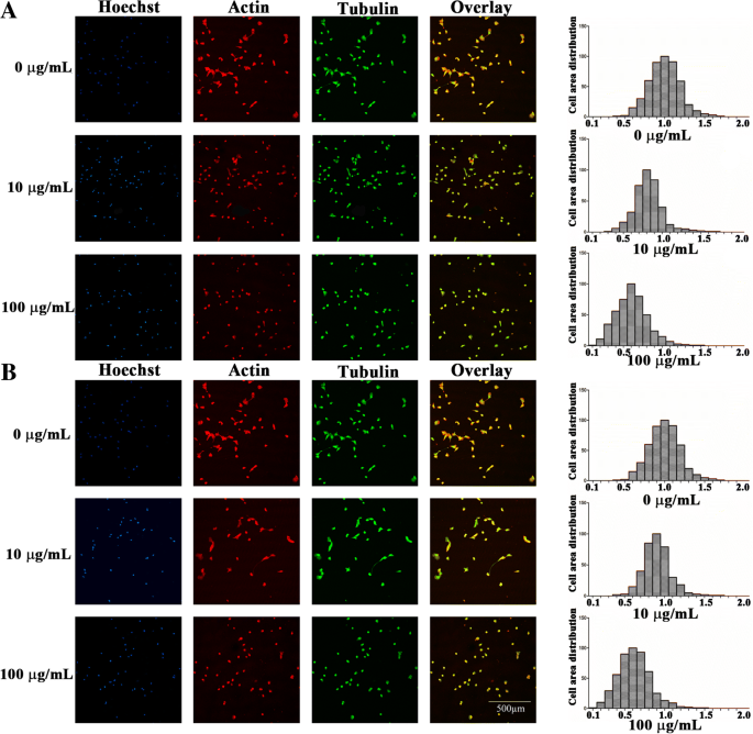 Zirconia Nanoparticles Trigger ROS‑Mediated Cytotoxicity and Suppress Osteogenic Differentiation in 3T3‑E1 Osteoblasts