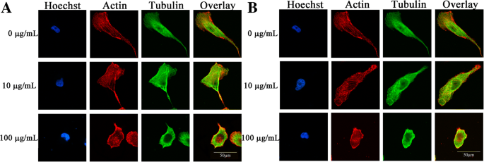 Zirconia Nanoparticles Trigger ROS‑Mediated Cytotoxicity and Suppress Osteogenic Differentiation in 3T3‑E1 Osteoblasts