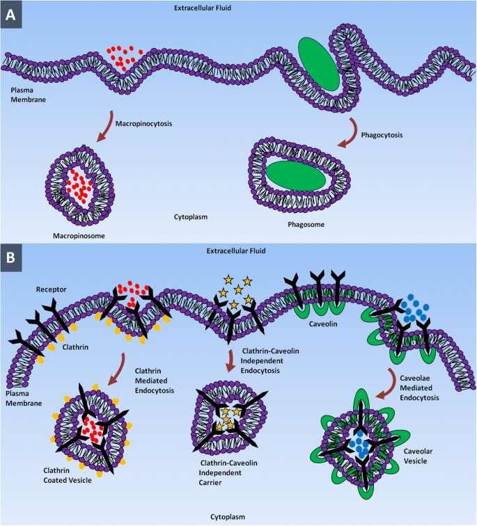 Cellular Uptake and Intracellular Trafficking of Nanoparticles: Mechanisms, Physicochemical Drivers, and Clinical Implications
