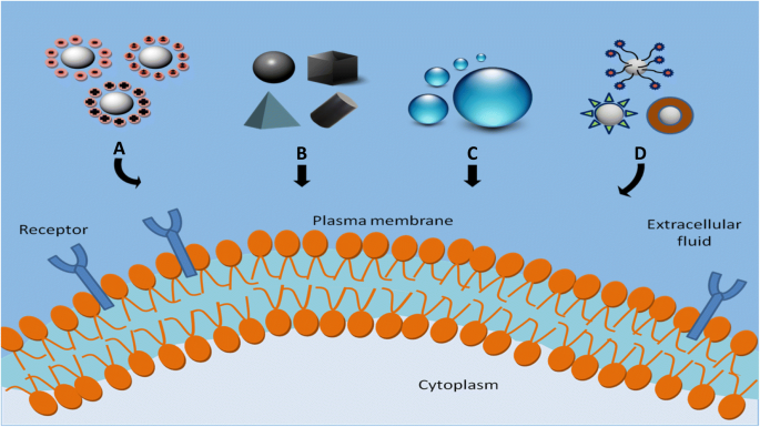 Cellular Uptake and Intracellular Trafficking of Nanoparticles: Mechanisms, Physicochemical Drivers, and Clinical Implications