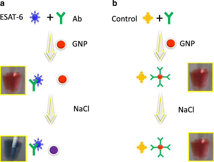 Ultra‑Sensitive Colorimetric TB Detection Using ESAT‑6 Antigen–Antibody Complexes and Gold Nanoparticles