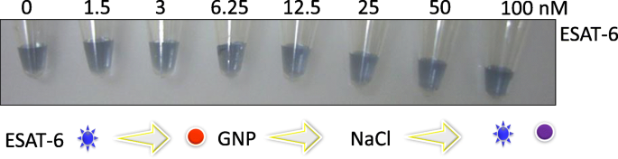 Ultra‑Sensitive Colorimetric TB Detection Using ESAT‑6 Antigen–Antibody Complexes and Gold Nanoparticles