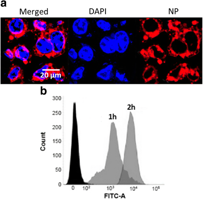 Targeted Co‑Delivery of 5‑Fluorouracil and LY294002 via PEG‑Lipid Nanoparticles Enhances Antitumor Efficacy in Esophageal Squamous Cell Carcinoma
