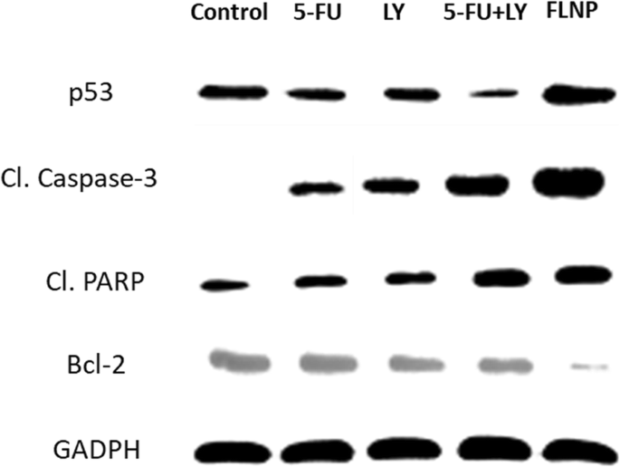 Targeted Co‑Delivery of 5‑Fluorouracil and LY294002 via PEG‑Lipid Nanoparticles Enhances Antitumor Efficacy in Esophageal Squamous Cell Carcinoma