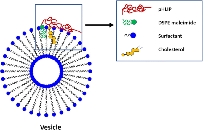Targeted Cancer Delivery: Decorating Nanovesicles with pHLIP for Acidic Tumor Microenvironment Recognition