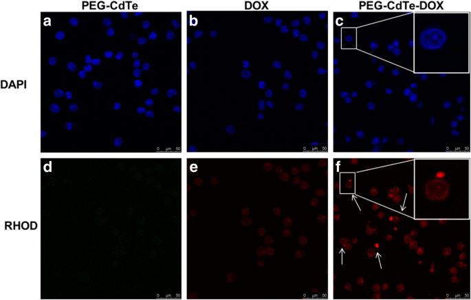 PEG‑Modified Cadmium Telluride Quantum Dots Deliver Doxorubicin for Targeted Treatment of Extramedullary Multiple Myeloma