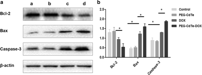 PEG‑Modified Cadmium Telluride Quantum Dots Deliver Doxorubicin for Targeted Treatment of Extramedullary Multiple Myeloma