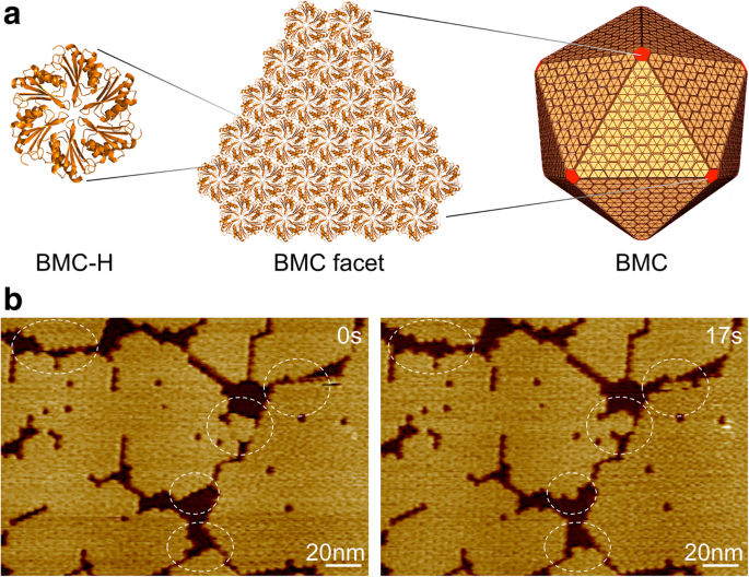 How pH and Salt Concentrations Shape the Self‑Assembly of Bacterial Microcompartment Shell Proteins