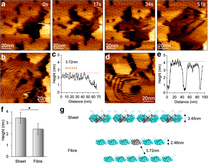 How pH and Salt Concentrations Shape the Self‑Assembly of Bacterial Microcompartment Shell Proteins