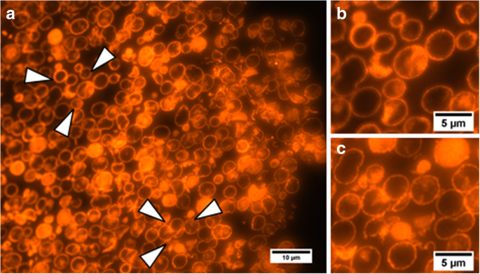 High‑Performance Polyelectrolyte Microcapsules Encoded with PEGylated Quantum Dots for Advanced Bioimaging