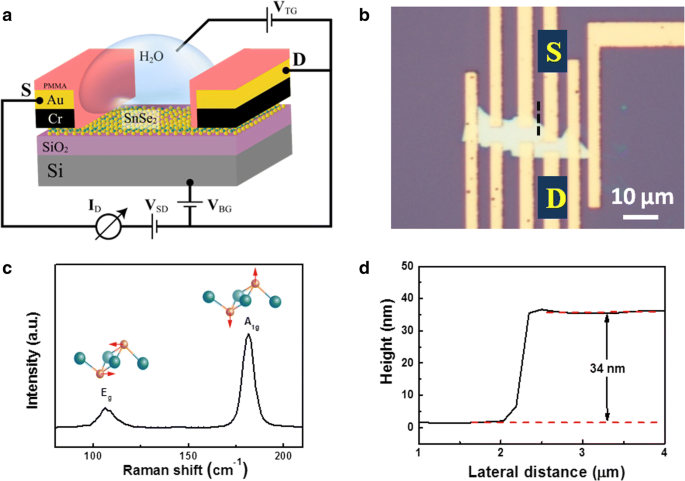 SnSe₂ Field‑Effect Transistor Achieves 10⁴ On/Off Ratio and Polarity‑Switchable Photoconductivity