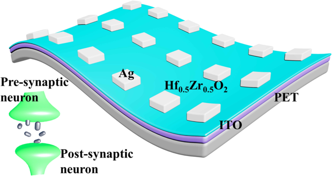 Low‑Temperature ALD Flexible Hf0.5Zr0.5O2 Memristor Exhibiting Short‑ and Long‑Term Synaptic Plasticity