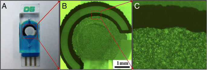 Rapid, Low‑Cost Microfluidic Electrochemical Sensor Fabricated Directly on Screen‑Printed Electrodes for Ultra‑Sensitive PSA Detection