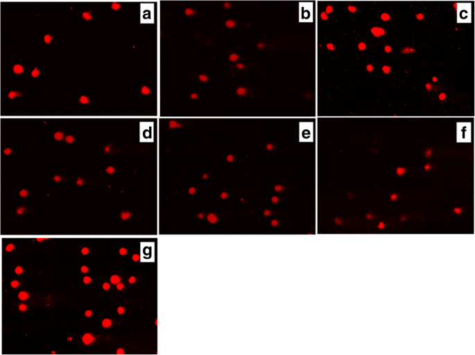 Water-Dispersed PEG-Polymer Complexes of 4‑Thiazolidinone Chemotherapeutics Enhance Pro‑Apoptotic Activity Against Rat Glioma C6 Cells