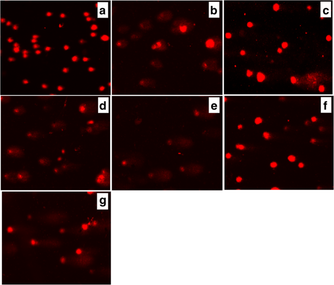 Water-Dispersed PEG-Polymer Complexes of 4‑Thiazolidinone Chemotherapeutics Enhance Pro‑Apoptotic Activity Against Rat Glioma C6 Cells