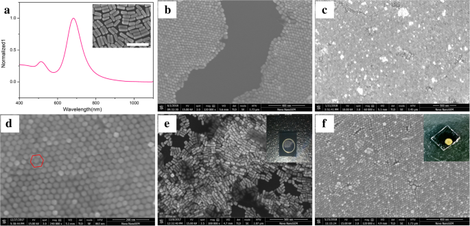 Self‑Assembled Gold Nanorod Vertical Arrays: Mechanistic Insights and High‑Sensitivity SERS Applications