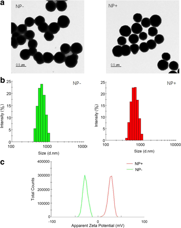 Rapid Capture of Escherichia coli at Ultralow Concentrations Using Positively Charged Magnetic Nanoparticles