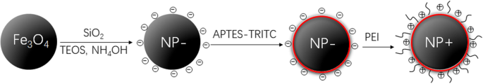 Rapid Capture of Escherichia coli at Ultralow Concentrations Using Positively Charged Magnetic Nanoparticles