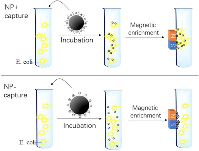 Rapid Capture of Escherichia coli at Ultralow Concentrations Using Positively Charged Magnetic Nanoparticles