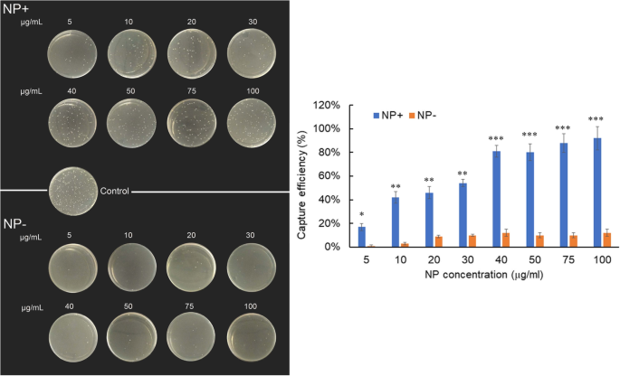 Rapid Capture of Escherichia coli at Ultralow Concentrations Using Positively Charged Magnetic Nanoparticles