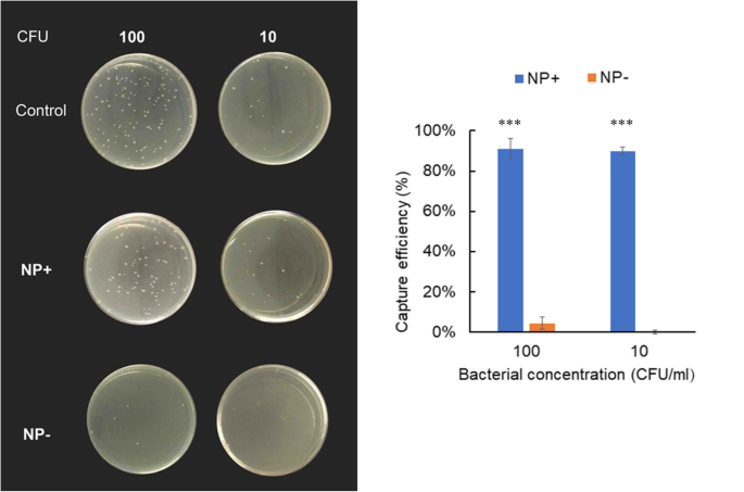 Rapid Capture of Escherichia coli at Ultralow Concentrations Using Positively Charged Magnetic Nanoparticles