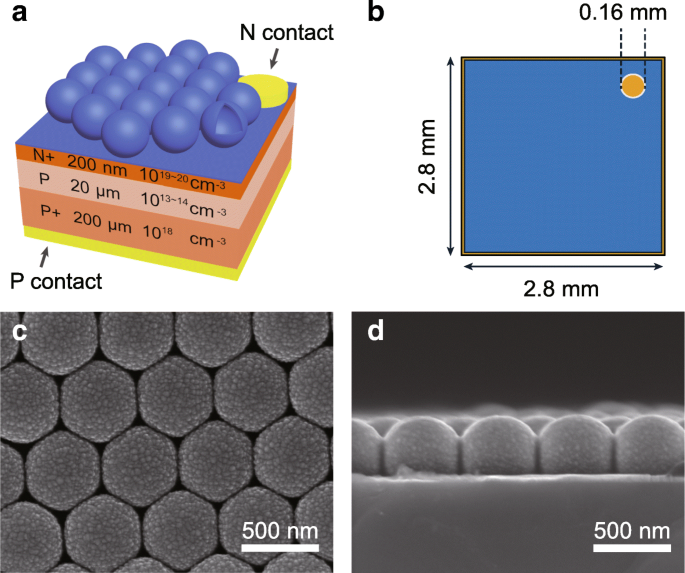 Enhancing Broadband Photodetection with Self‑Assembled Dielectric Microcavity Arrays