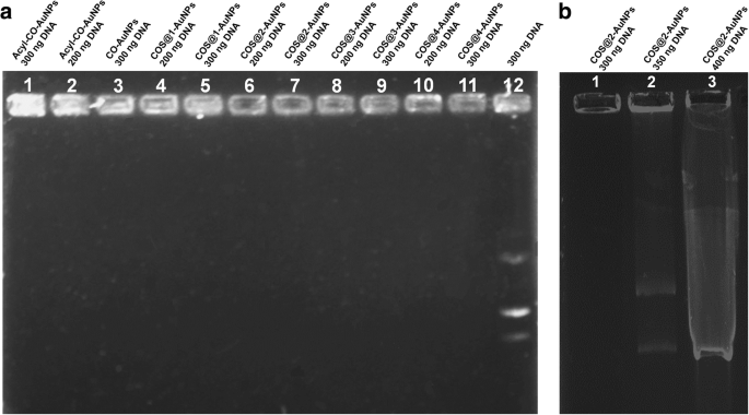 Enhanced Gene Delivery Using Gold Nanoparticles Functionalized with Chitosan, N‑Acylated Chitosan, and Chitosan Oligosaccharide