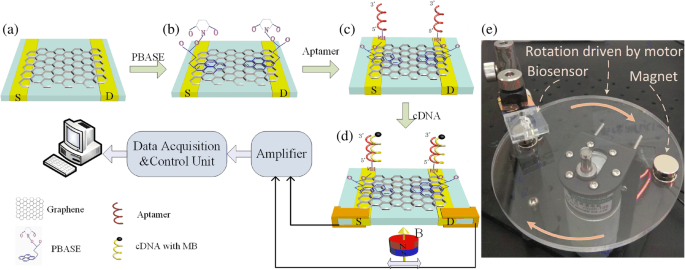 Magnetic Graphene Field‑Effect Transistor Biosensor for Ultra‑Sensitive Single‑Strand DNA Detection