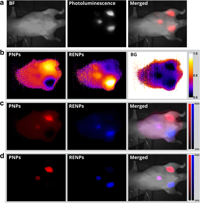 Advanced Hyperspectral Imaging for Multiplexed Detection of Short-Wave Infrared Nanoprobes in Biological Systems
