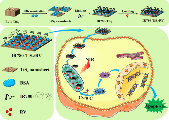 Mitochondria‑Targeted TiS2 Nanosheets Deliver Resveratrol for Photothermal‑Triggered Tumor Chemotherapy