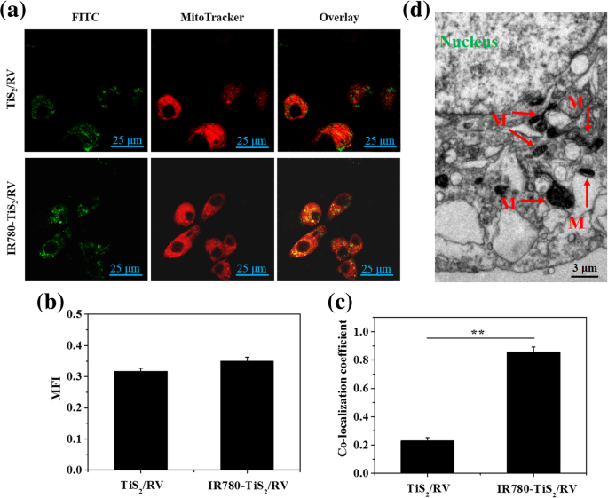 Mitochondria‑Targeted TiS2 Nanosheets Deliver Resveratrol for Photothermal‑Triggered Tumor Chemotherapy