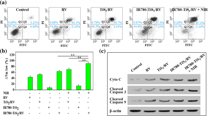 Mitochondria‑Targeted TiS2 Nanosheets Deliver Resveratrol for Photothermal‑Triggered Tumor Chemotherapy