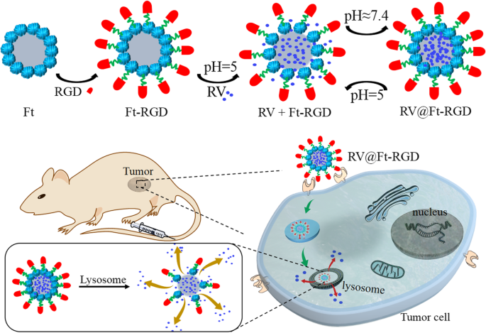 pH‑Triggered Ferritin Nanocarrier Enables Controlled Resveratrol Delivery for Targeted Tumor Chemotherapy