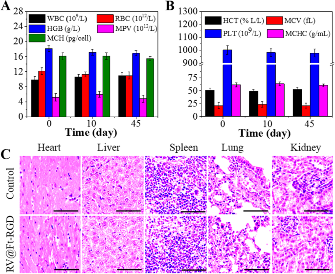 pH‑Triggered Ferritin Nanocarrier Enables Controlled Resveratrol Delivery for Targeted Tumor Chemotherapy