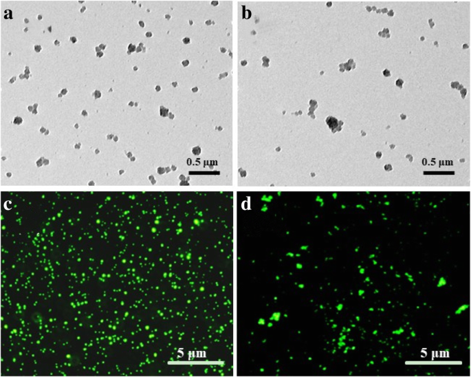 Redox‑Responsive Gelatin/Silica Nanogels Functionalized with AS1411 Aptamer for Targeted siRNA Delivery