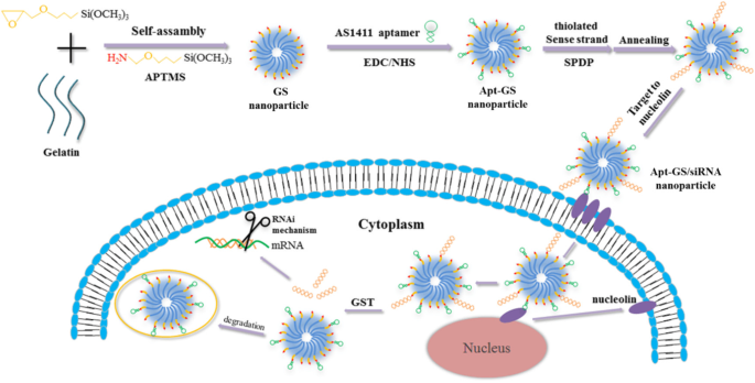 Redox‑Responsive Gelatin/Silica Nanogels Functionalized with AS1411 Aptamer for Targeted siRNA Delivery