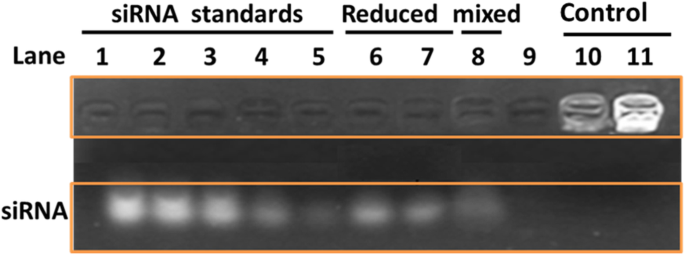 Redox‑Responsive Gelatin/Silica Nanogels Functionalized with AS1411 Aptamer for Targeted siRNA Delivery