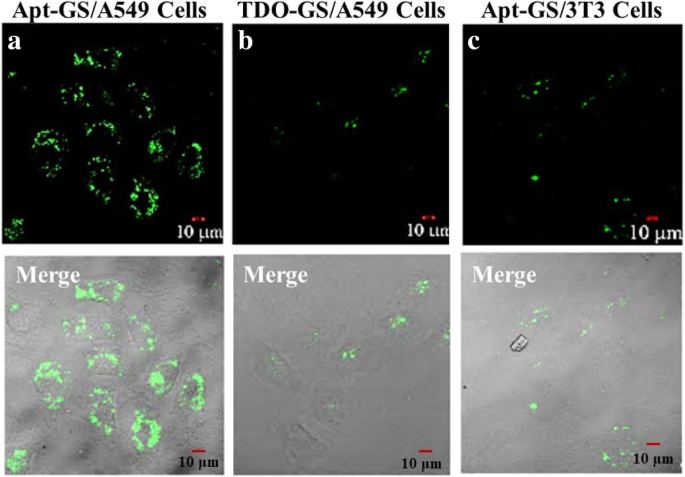 Redox‑Responsive Gelatin/Silica Nanogels Functionalized with AS1411 Aptamer for Targeted siRNA Delivery