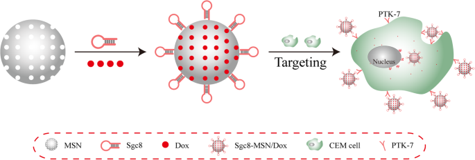 Targeted Chemotherapy: Aptamer-Functionalized Mesoporous Silica Nanoparticles Deliver Doxorubicin Directly to Leukemia Cells