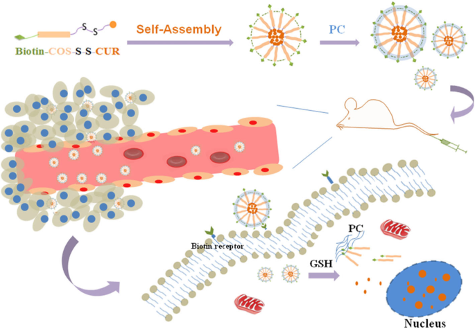 Biotin‑Functionalized Redox‑Sensitive Chitosan Nanoparticles Coated with Phycocyanin for Targeted Curcumin Delivery