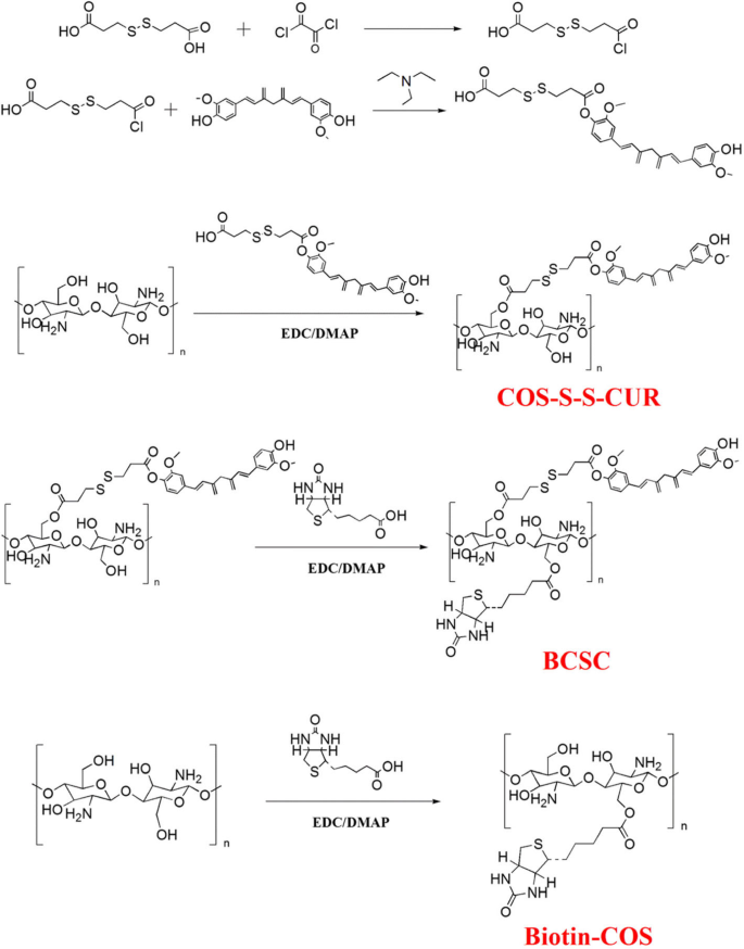 Biotin‑Functionalized Redox‑Sensitive Chitosan Nanoparticles Coated with Phycocyanin for Targeted Curcumin Delivery