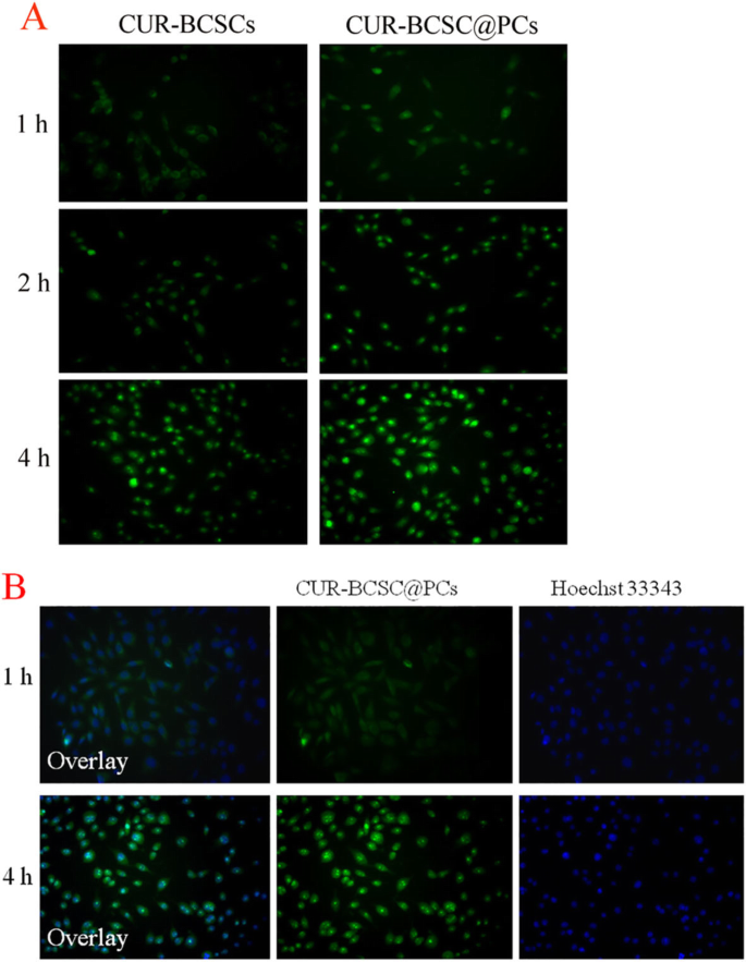 Biotin‑Functionalized Redox‑Sensitive Chitosan Nanoparticles Coated with Phycocyanin for Targeted Curcumin Delivery