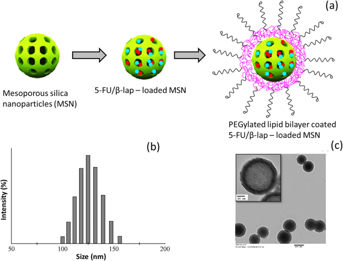 Mesoporous Silica Nanoparticles Co-Deliver NQO1 Inhibitor and 5‑Fluorouracil, Enhancing Antitumor Activity in Head and Neck Squamous Cell Carcinoma