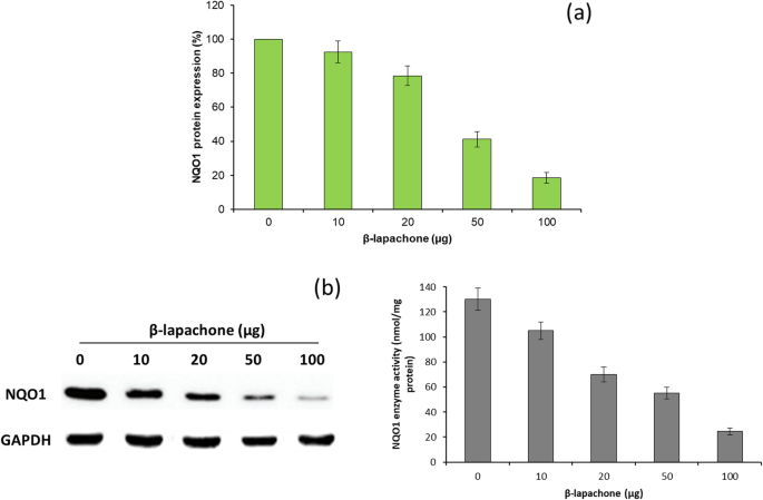 Mesoporous Silica Nanoparticles Co-Deliver NQO1 Inhibitor and 5‑Fluorouracil, Enhancing Antitumor Activity in Head and Neck Squamous Cell Carcinoma